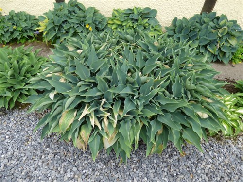 P1050492