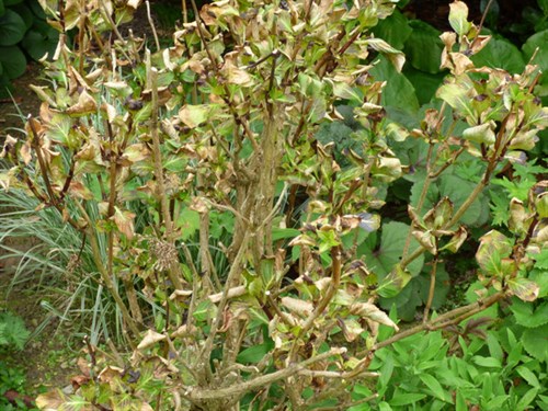 P1050505