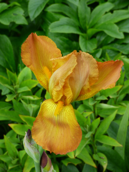 P1050565