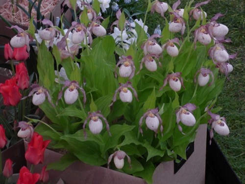 P1050436