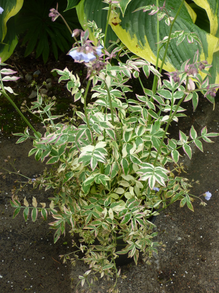 P1050816