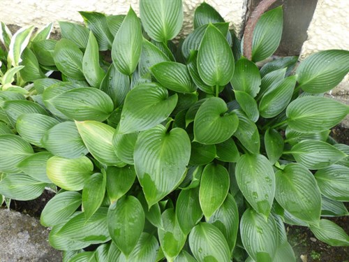 P1050797