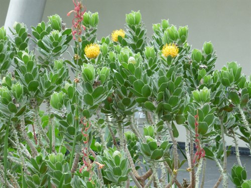 P1050642