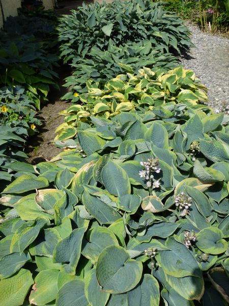 P1050926