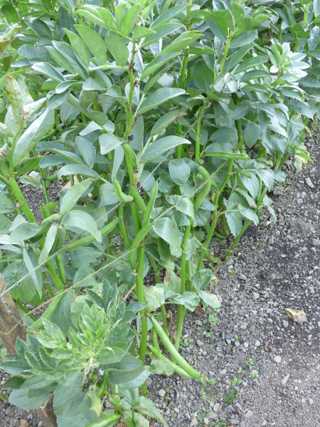 P1060069