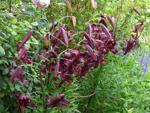 P1060009