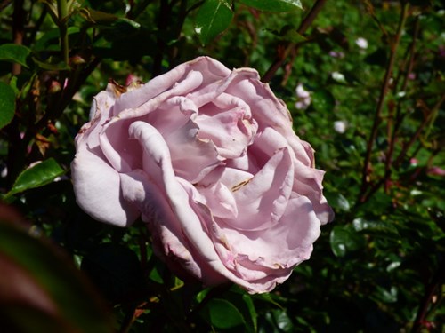 P1050949