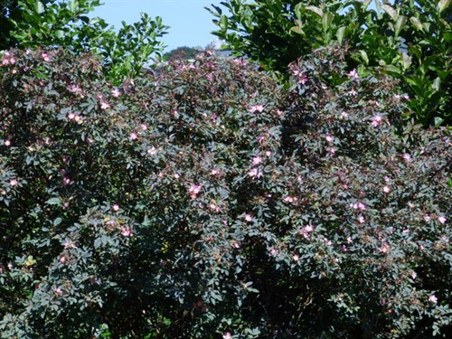 P1050954