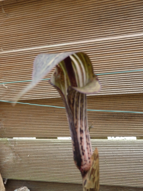 P1030708