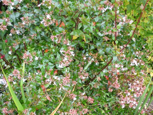 P1060910
