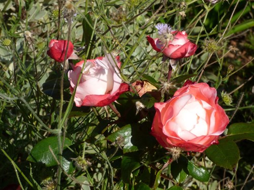 P1070085