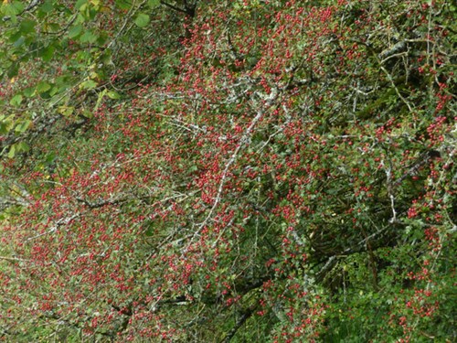 P1070097