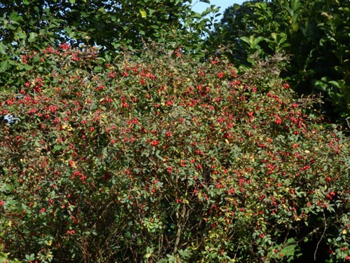 P1070040