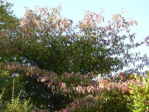 P1070748