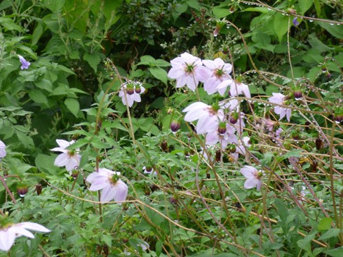 P1070432