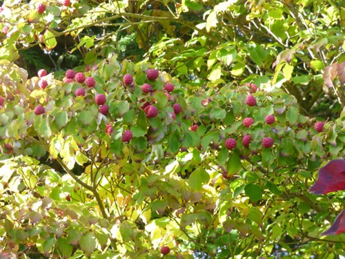 P1070676