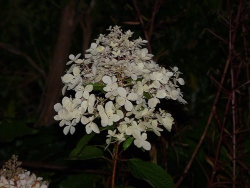 P1040879