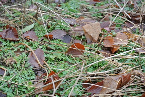 DSC_0463