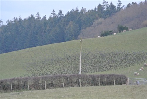 DSC_1041