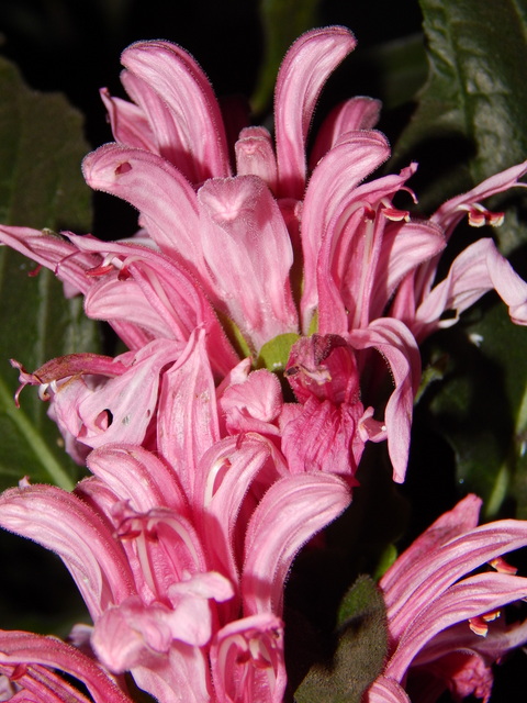 DSCN0069