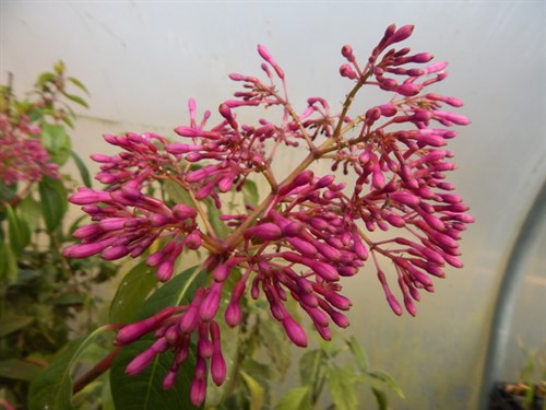 DSCN0390