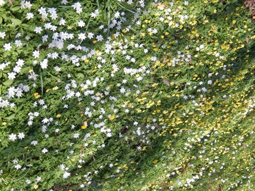 DSCN0264
