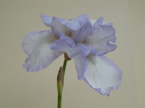 DSCN0381