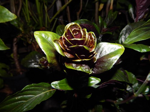 DSCN0630
