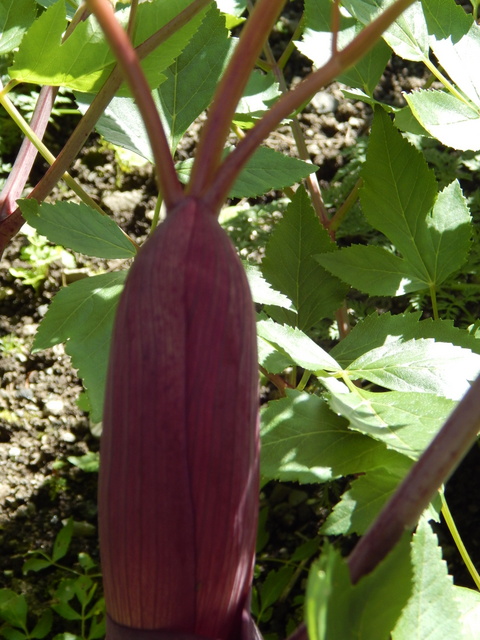 DSCN0585