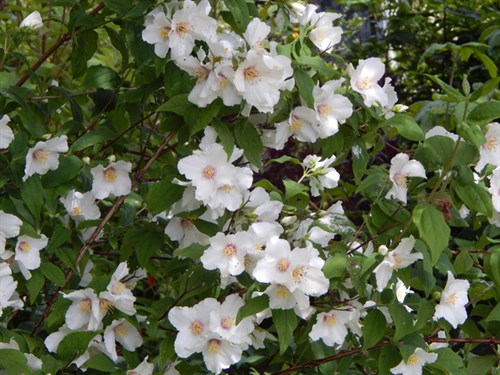 DSCN0849