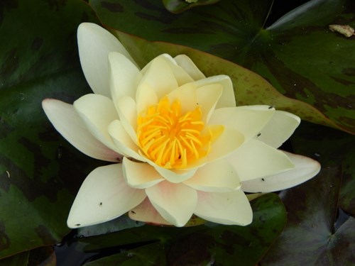 DSCN0926