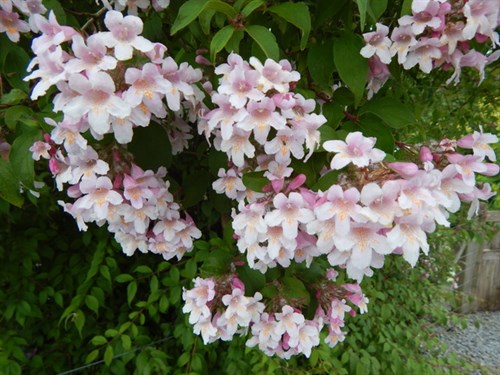 DSCN0726
