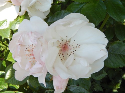 DSCN0742