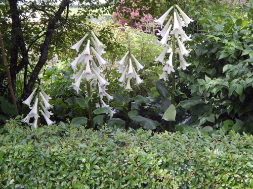 DSCN0887