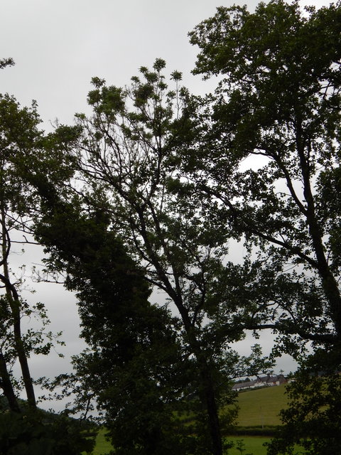 DSCN0942