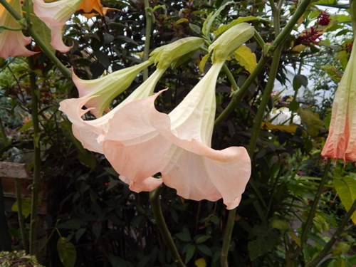DSCN1425