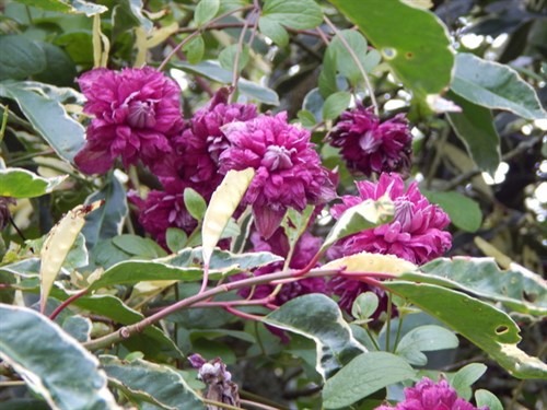 DSCN1430