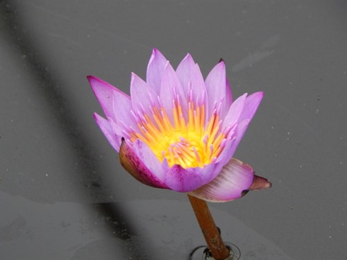 DSCN1270