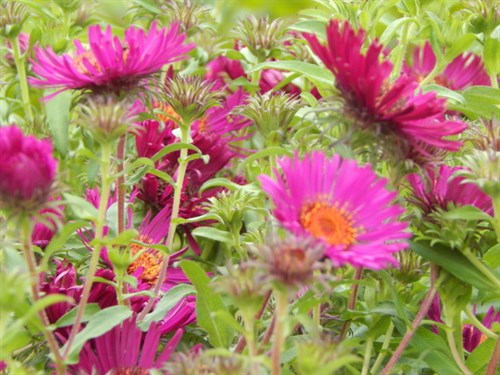 DSCN1451