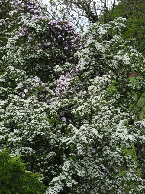 DSCN0086