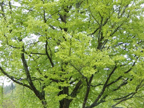 DSCN3125